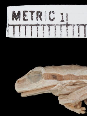 Media type: image;   Herpetology A-128772 Aspect: head lateral